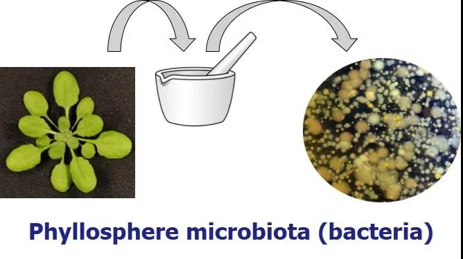 nature何胜洋和辛秀芳组发表植物叶际微生物组稳态机制