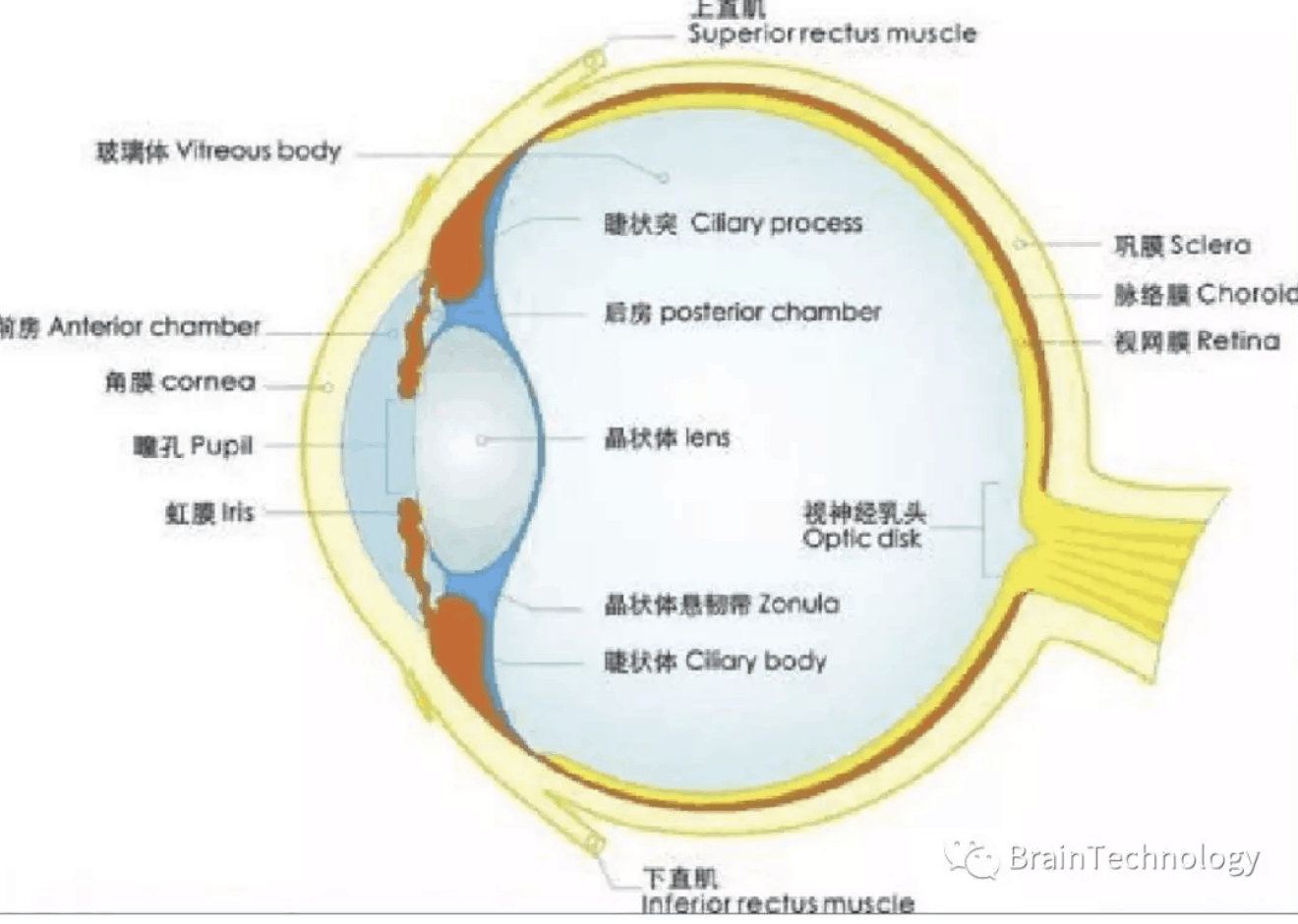 眼球结构图 眼睛的结构分析_华夏智能网