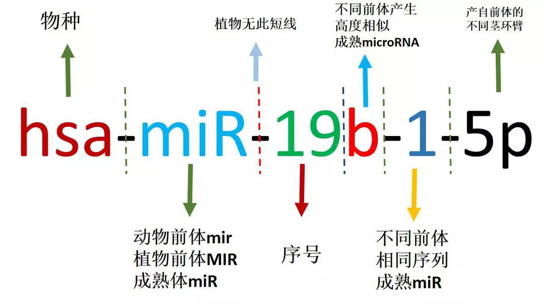 miRNA命名规范