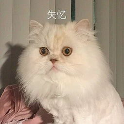 优秀的程序员真的不写注释吗？java沉默王二-
