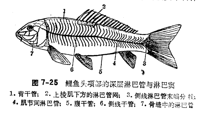 鲤鱼鳃的结构图手绘图图片