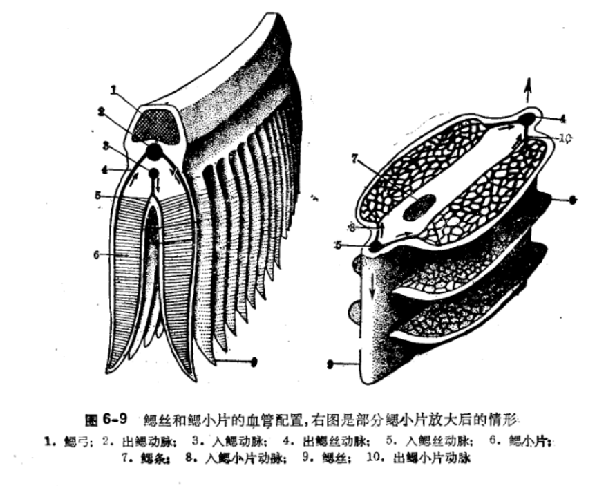 鱼类学(形态分类)
