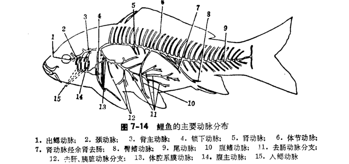 第一篇鱼类的形态构造