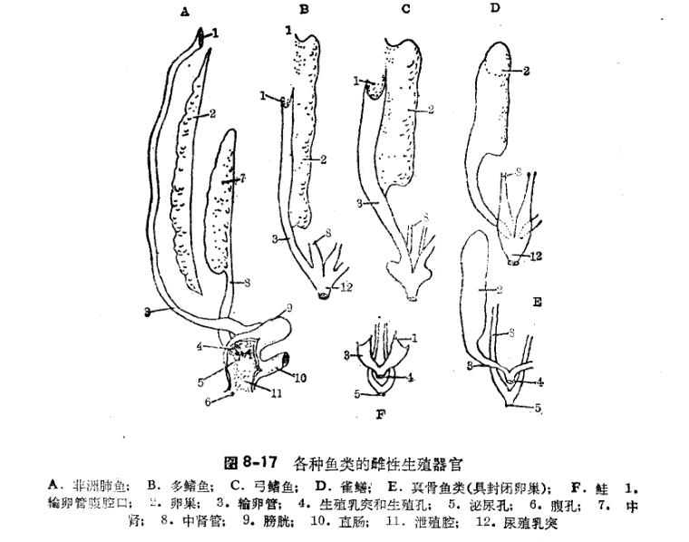 第一篇鱼类的形态构造