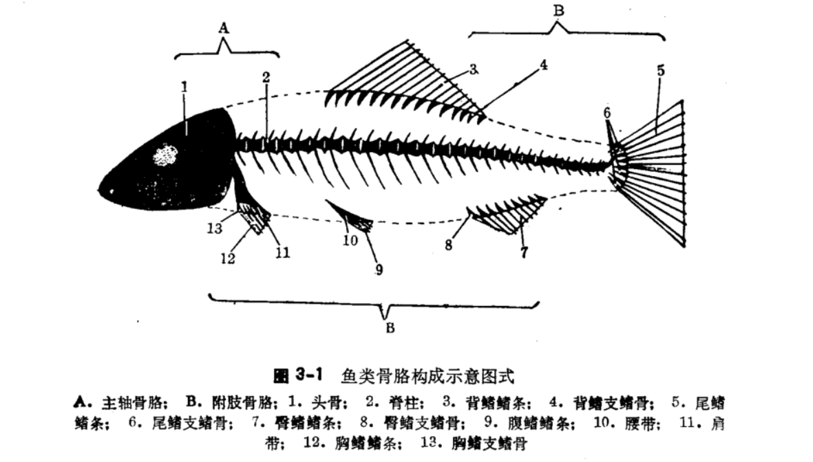 草鱼骨头结构图图片
