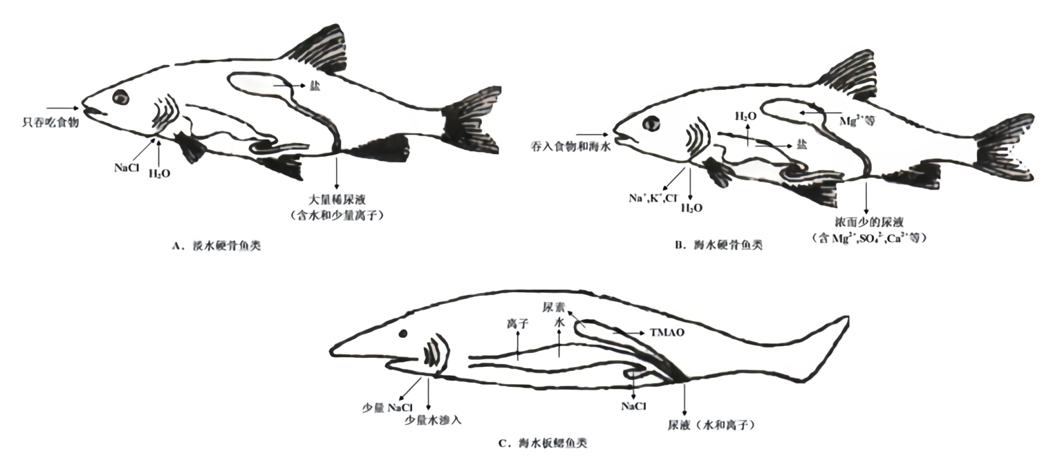 第一篇鱼类的形态构造