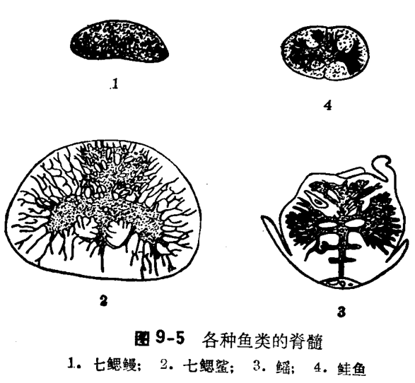 第一篇鱼类的形态构造