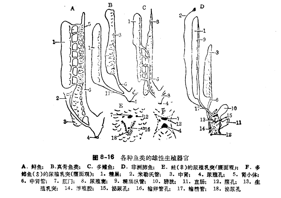 鱼类学(形态分类)