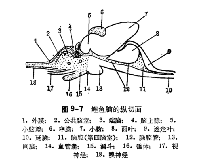 鱼类学(形态分类)