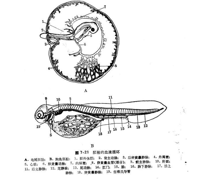 鱼类学(形态分类)
