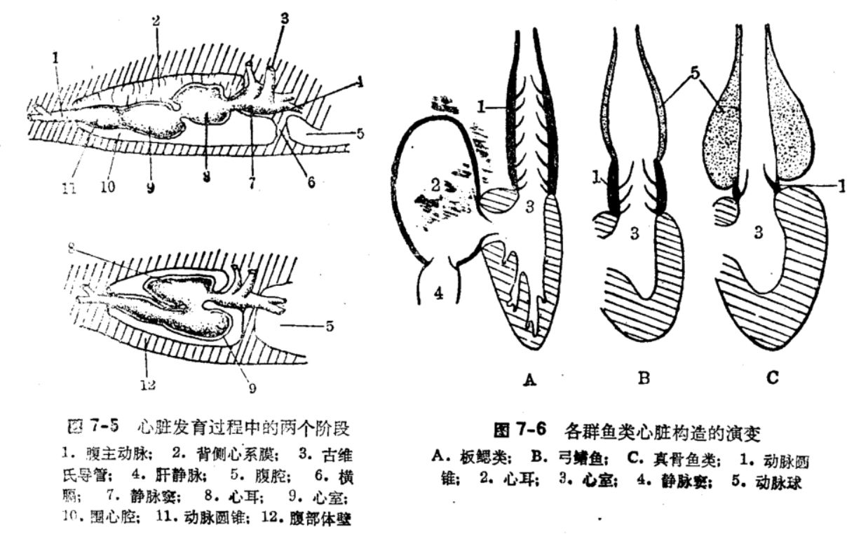 第一篇鱼类的形态构造