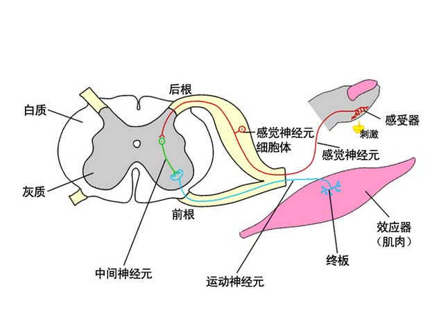 第一篇鱼类的形态构造