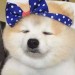 a_mini_fox