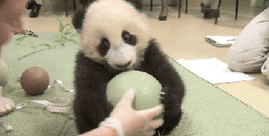 抱球.gif