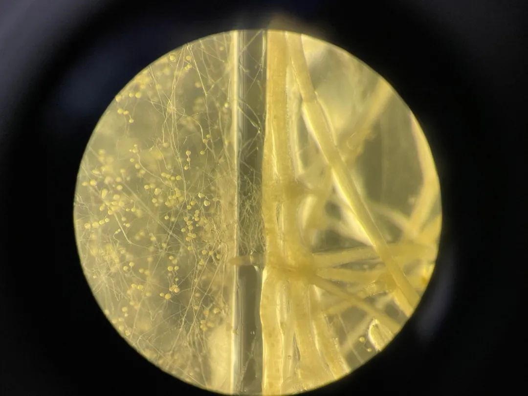 MPB：中农冯固组-研究菌丝际微生物互作的胡萝卜根器官-丛枝菌根真菌双重培养体系...-CSDN博客