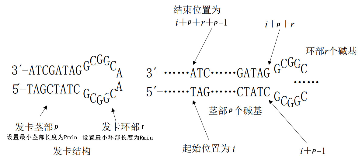 DNA序列编码中Hairpin的定义和计算_多目标dna核酸编码优化算法pdf-CSDN博客