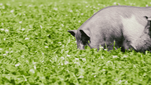 农场里养了 4 匹马,4 头可爱的小黑猪,20 多头羊,100 多只鸡,10 几只