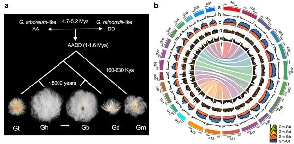 Naturegenetics 所有五个异源四倍体棉花起源被厘清 生信宝典的博客 Csdn博客