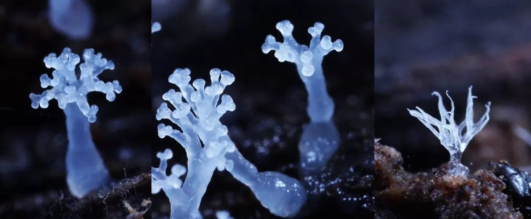 有时候来不及去菜场，我就会给多头绒泡菌叫外卖，它真的很喜欢吃平菇 | 曳尾菌 一席第719位讲者...-CSDN博客