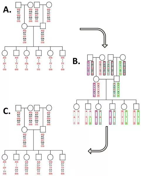 gwas中的genotypeimputation简介