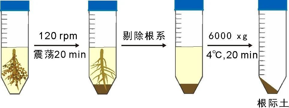MPB：林科院袁志林组-野外树木根系取样及根际土收集操作规程-CSDN博客