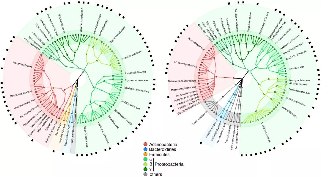 GraPhlAn绘制的超高颜值物种树Cladogram-CSDN博客