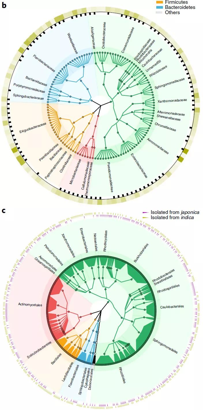 GraPhlAn绘制的超高颜值物种树Cladogram-CSDN博客