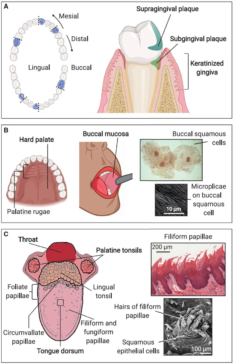Cell综述：口腔微生物群的部位特点：微米级生境与生态位-CSDN博客