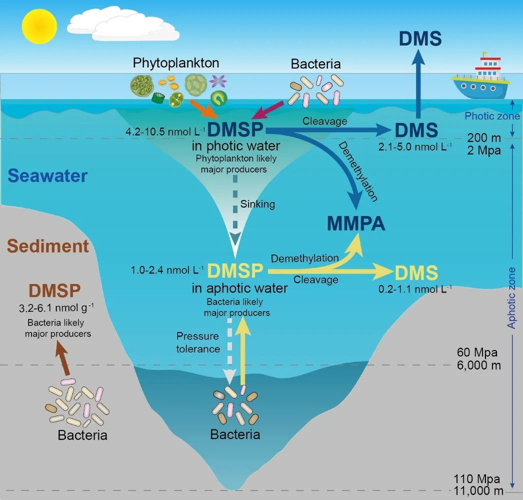 马里亚纳海沟的海洋环境有哪些特点？ - 知乎