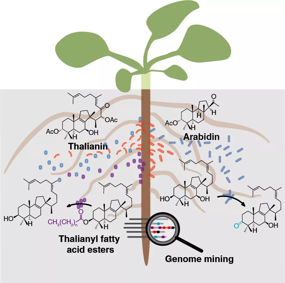 植物根系微生物组的调控 入选中科院科技创新亮点成果筛选 刘永鑫的博客 宏基因组公众号 Csdn博客