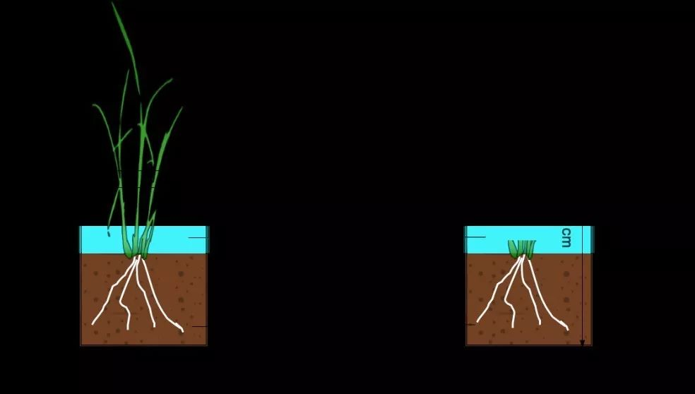 fertility of soils:根系c/p计量比影响水稻残根周际酶活的时空动态