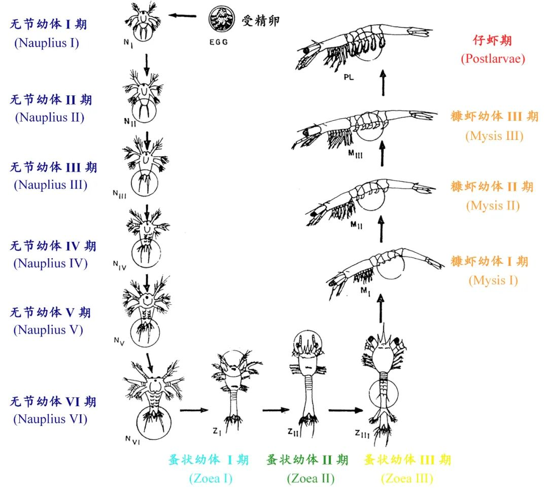 mpb:宁大张德民组-对虾养殖系统微生物组样品的采集与制备