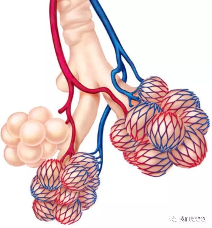 肺泡外包裹着动脉和静脉毛细血管,气体的交换就在这里进行