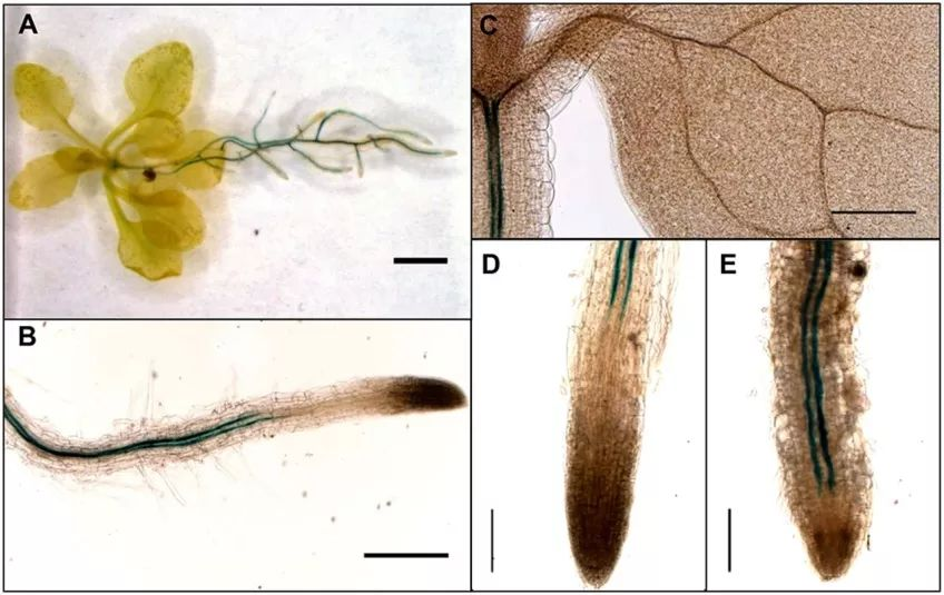 Pnas 根际植保素合成调控细菌对植物的促生长作用 刘永鑫的博客 宏基因组公众号 Csdn博客