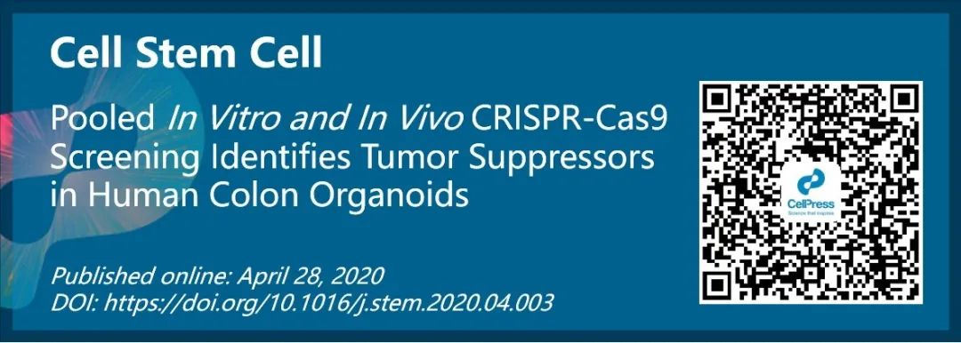 结肠癌个性化治疗新手段 基于类器官的cas9筛选平台 Cell Press 青促会述评 悟道西方 Csdn博客