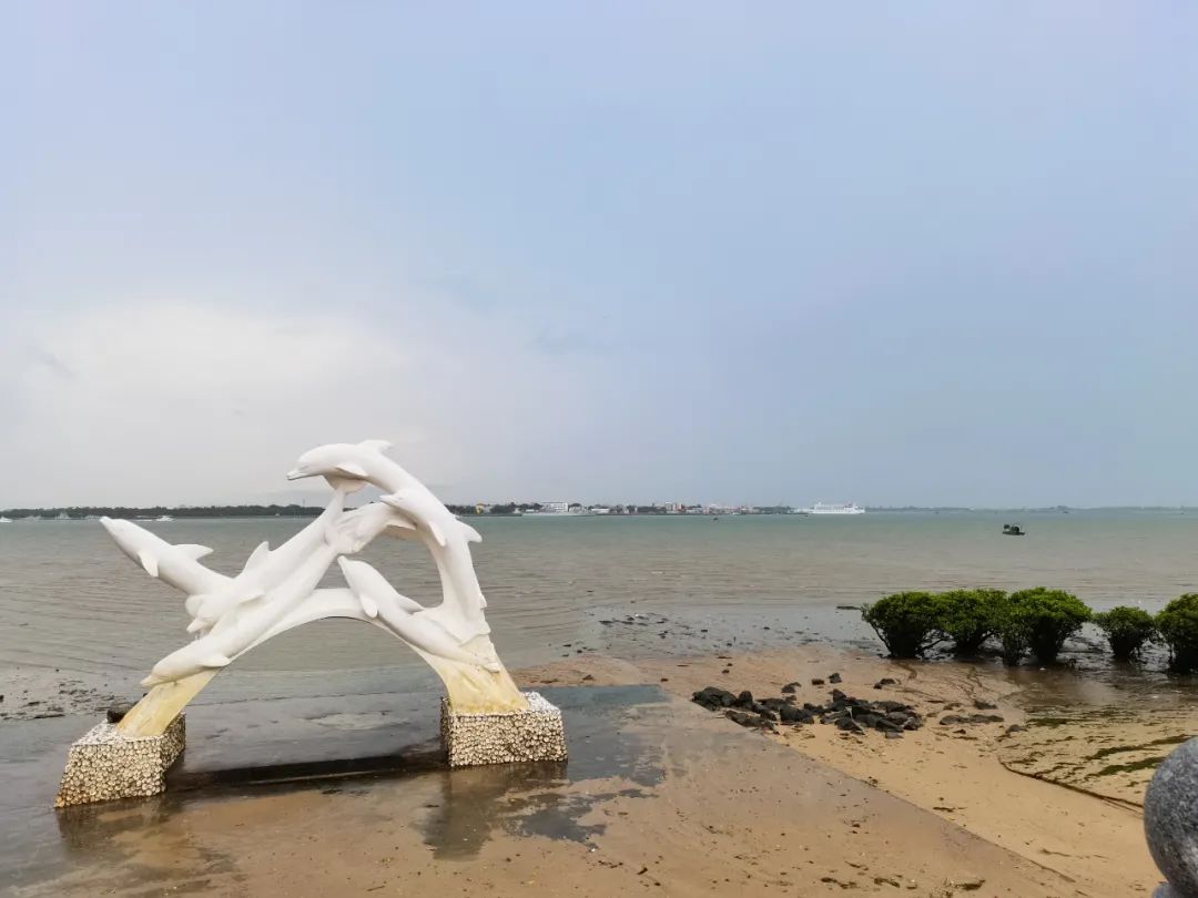 原来湛江的海湾叫雷州湾,这里是珍稀动物中华白海豚的栖息地