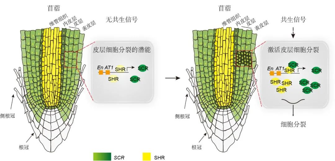 scr是植物发育的干细胞程序关键模块,在植物干细胞区域和内皮层表达