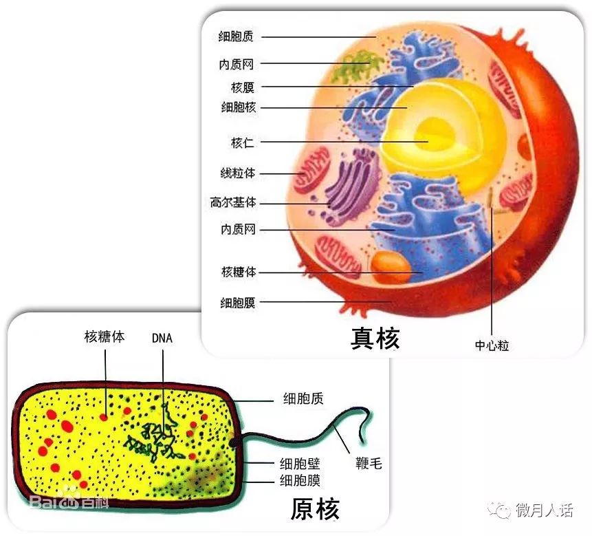 细胞是怎样衰老自杀和癌变的