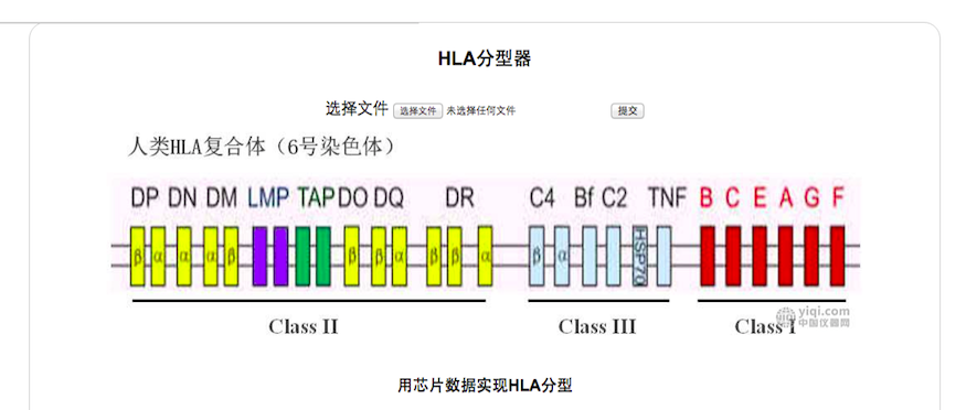 娱乐版HLA分型网页升级了