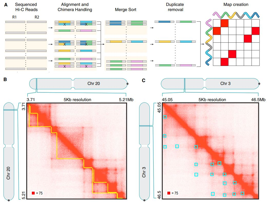 JuicerHiC数据处理分析的利器CSDN博客