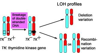 LOH杂合性缺失简介-CSDN博客