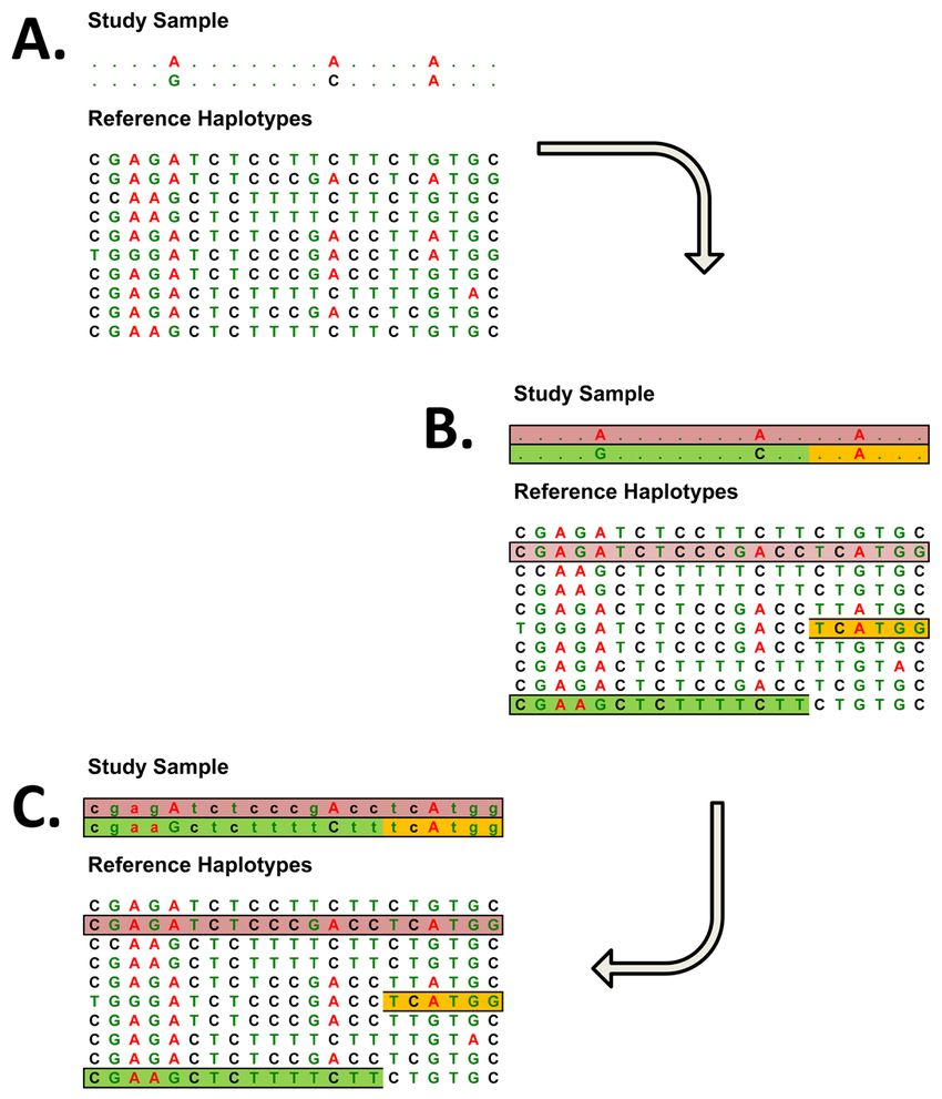 GWAS中的genotype imputation简介-CSDN博客