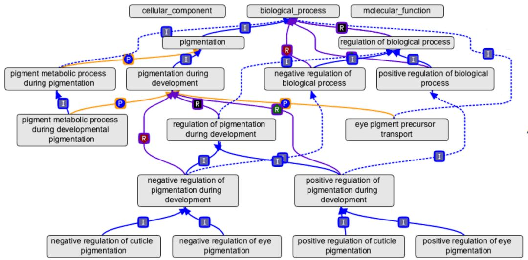 Gene Ontology-基因产物功能数据库-CSDN博客
