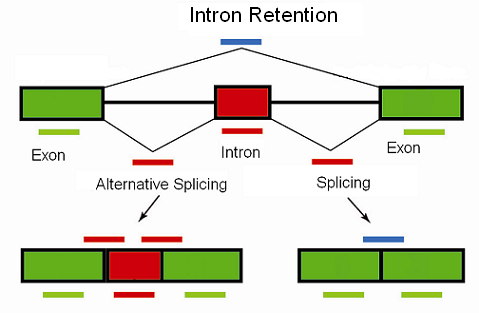 2.  intron retention