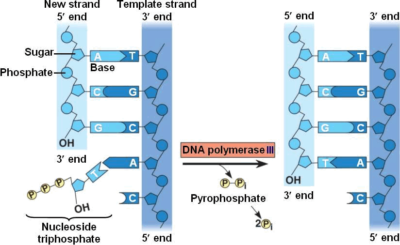 Днк 5. DNA polymerase nucleotide sequence Pyrococcus furiosus. Elongation in DNA Replication on the example of Puzzles. Tyrosine residues May be covalently bound to DNA ends.