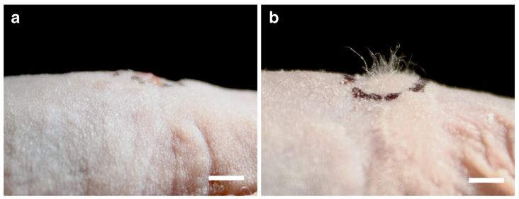 在小鼠皮膚移植後,人造毛囊長出了毛髮項目研究人員 christiano 教授