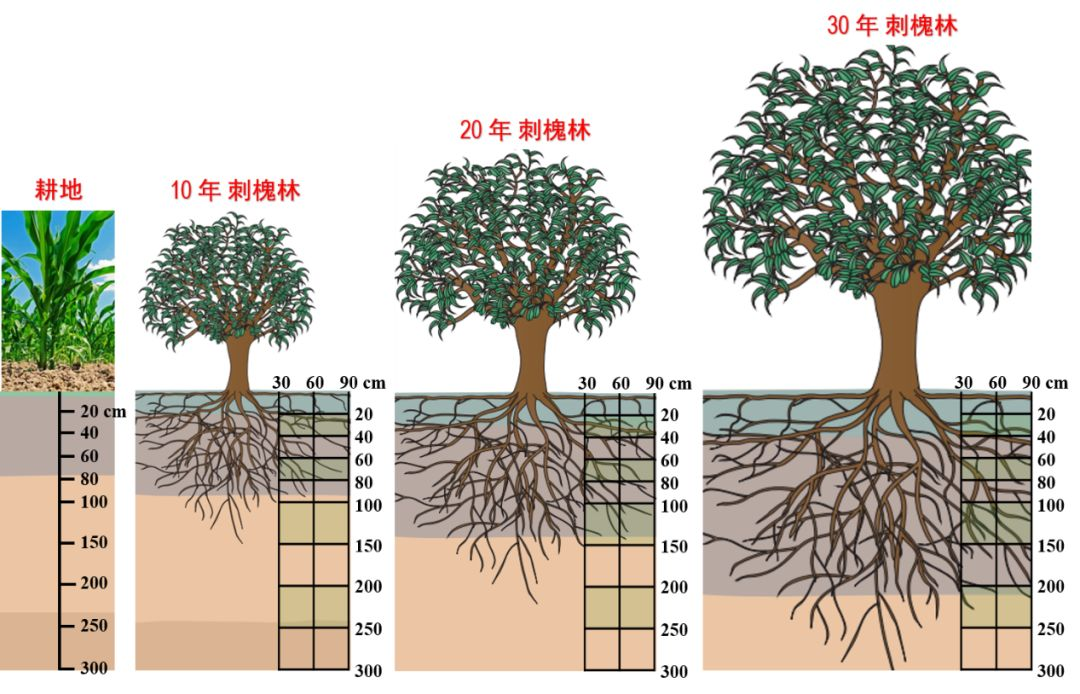 microbiome土壤微生物驱动退耕还林系统土壤剖面的养分循环