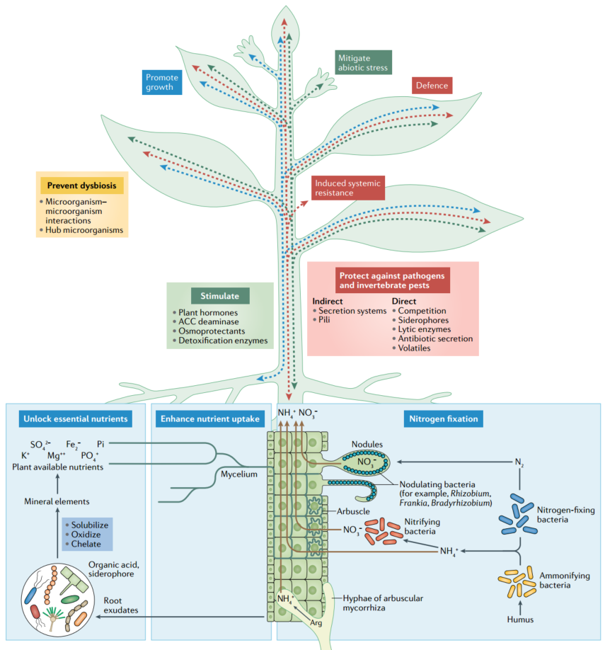 植物感应和定殖的开始plant sensing and the initiation of