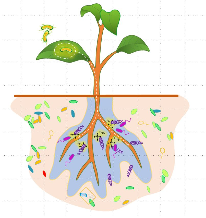 microbiome:根系分泌物驱动土壤记忆抵御植物病原菌