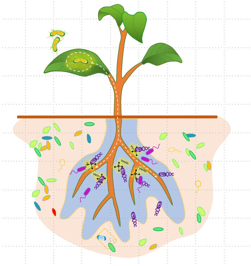 microbiome根系分泌物驱动土壤记忆抵御植物病原菌